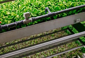 سیستم هیدروپونیک