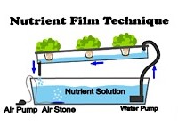 سیستم NFT در هیدروپونیک