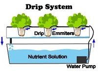 سیستم هیدروپونیک قطره‌ای (Drip)