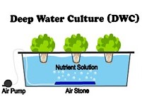 سیستم کشت آب عمیق (DWC)