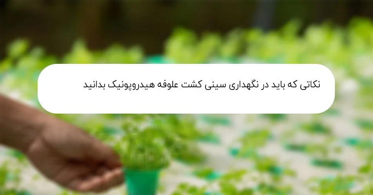 سینی کشت علوفه