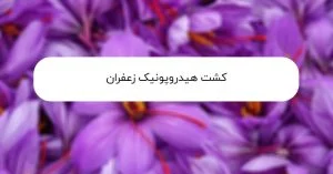کشت زعفران هیدروپونیک