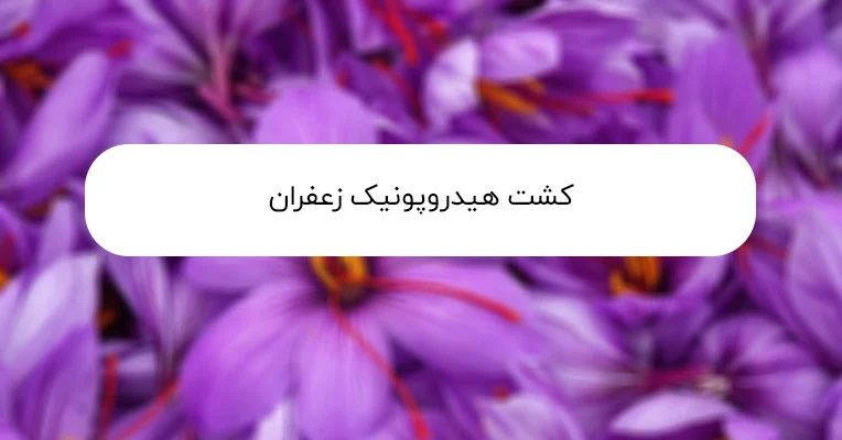 کشت زعفران هیدروپونیک