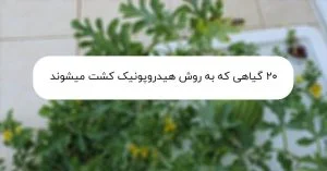 گیاهان مناسب برای کشت هیدروپونیک