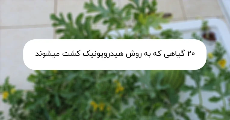گیاهان مناسب کشت هیدروپونیک