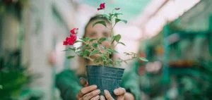 چگونه گلخانه بسازیم