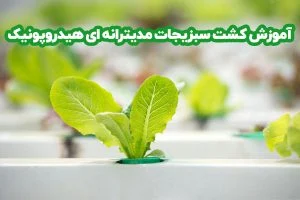 کشت سبزیجات مدیترانه ای هیدروپونیک
