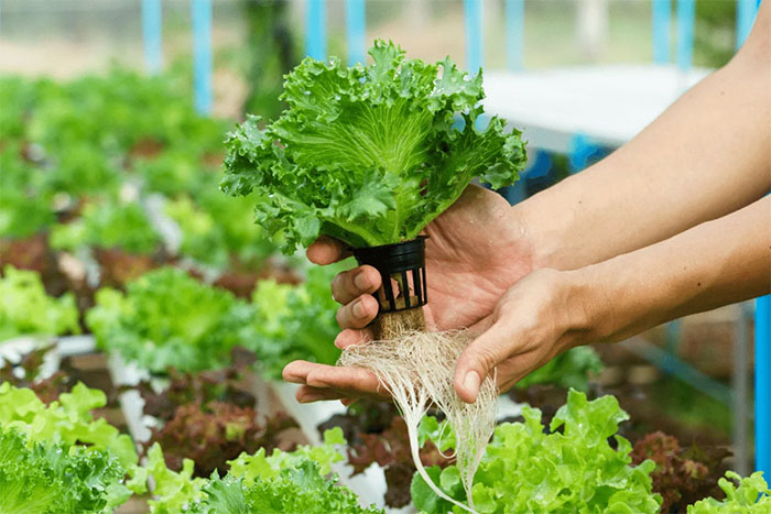 آموزش کشت سبزیجات مدیترانه ای هیدروپونیک