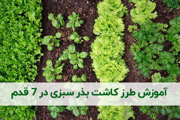 آموزش طرز کاشت بذر سبزی در ۷ قدم