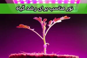 نور مناسب برای رشد گیاه