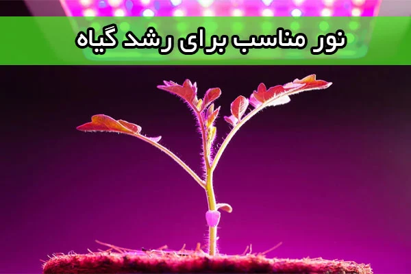 نور مناسب برای رشد گیاه