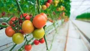 کشت هیدروپونیک گوجه فرنگی