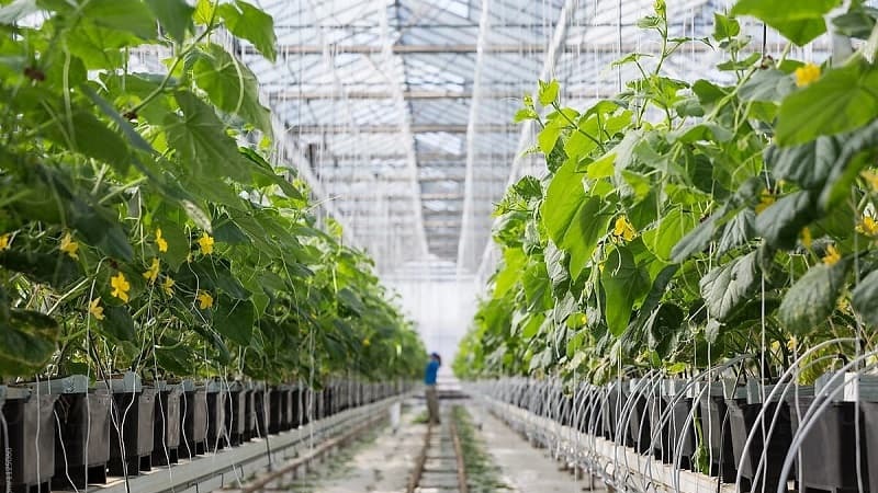 سیستم های کشت هیدروپونیک