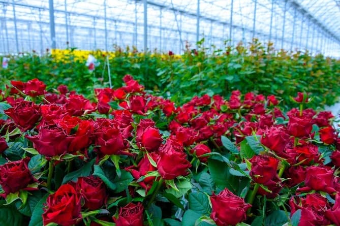 سیستم های کشت هیدروپونیک