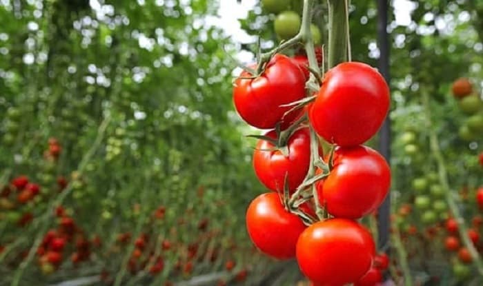 سیستم های کشت هیدروپونیک