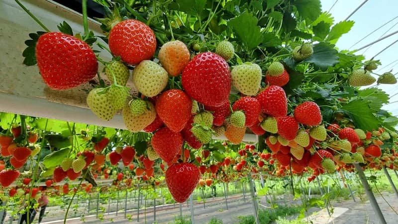 سیستم های کشت هیدروپونیک