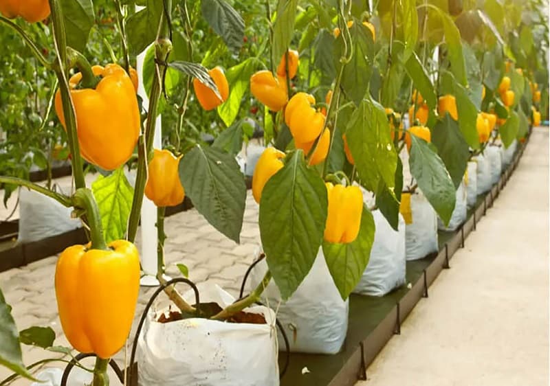 سیستم های کشت هیدروپونیک