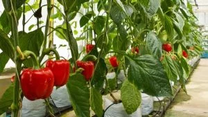 کشت هیدروپونیک فلفل دلمهای