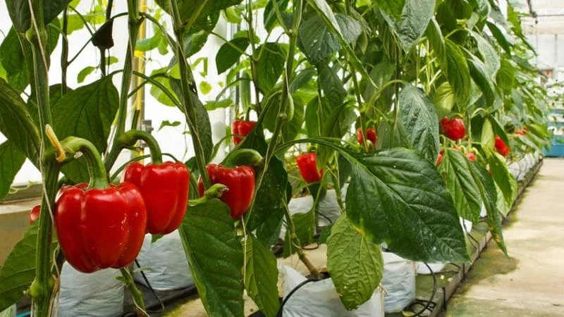 کشت هیدروپونیک فلفل دلمه‌ای
