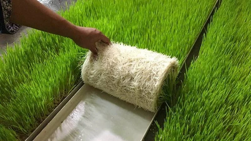 کشت هیدروپونیک یونجه