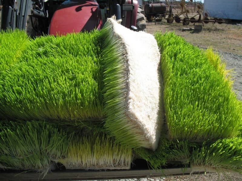 کشت هیدروپونیک یونجه