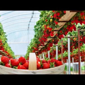 سیستم کشت هیدروپونیک توت فرنگی