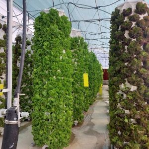 گلخانه عمودی ایروپونیک