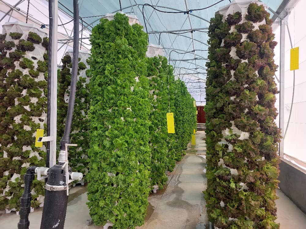 گلخانه عمودی ایروپونیک