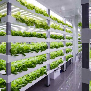 پلنت فکتوری