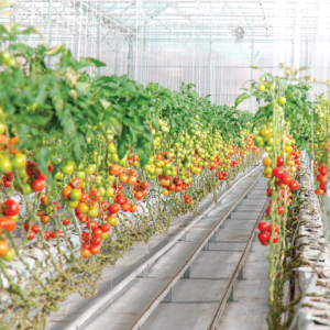 سیستم کشت هیدروپونیک صیفی جات