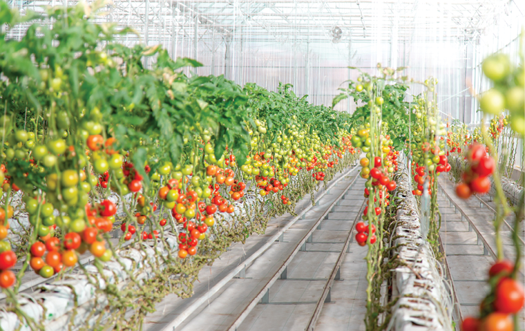 سیستم کشت هیدروپونیک صیفی جات